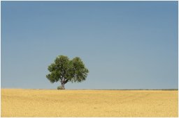 nury marc_plateau de valensole 52